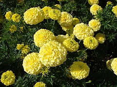 213 Longwood Gardens [2008 August 23]